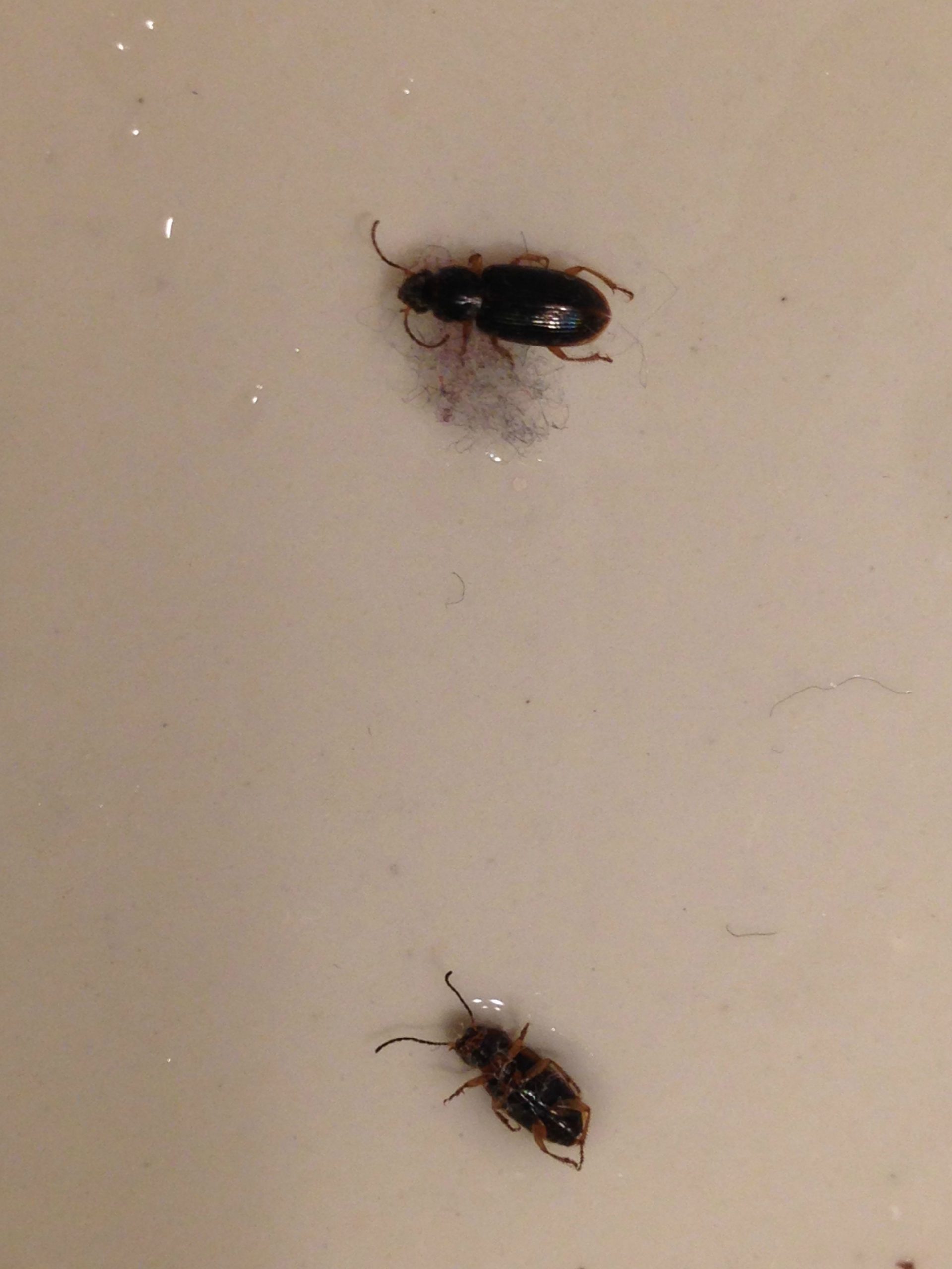 Bedroom Small Black Bugs