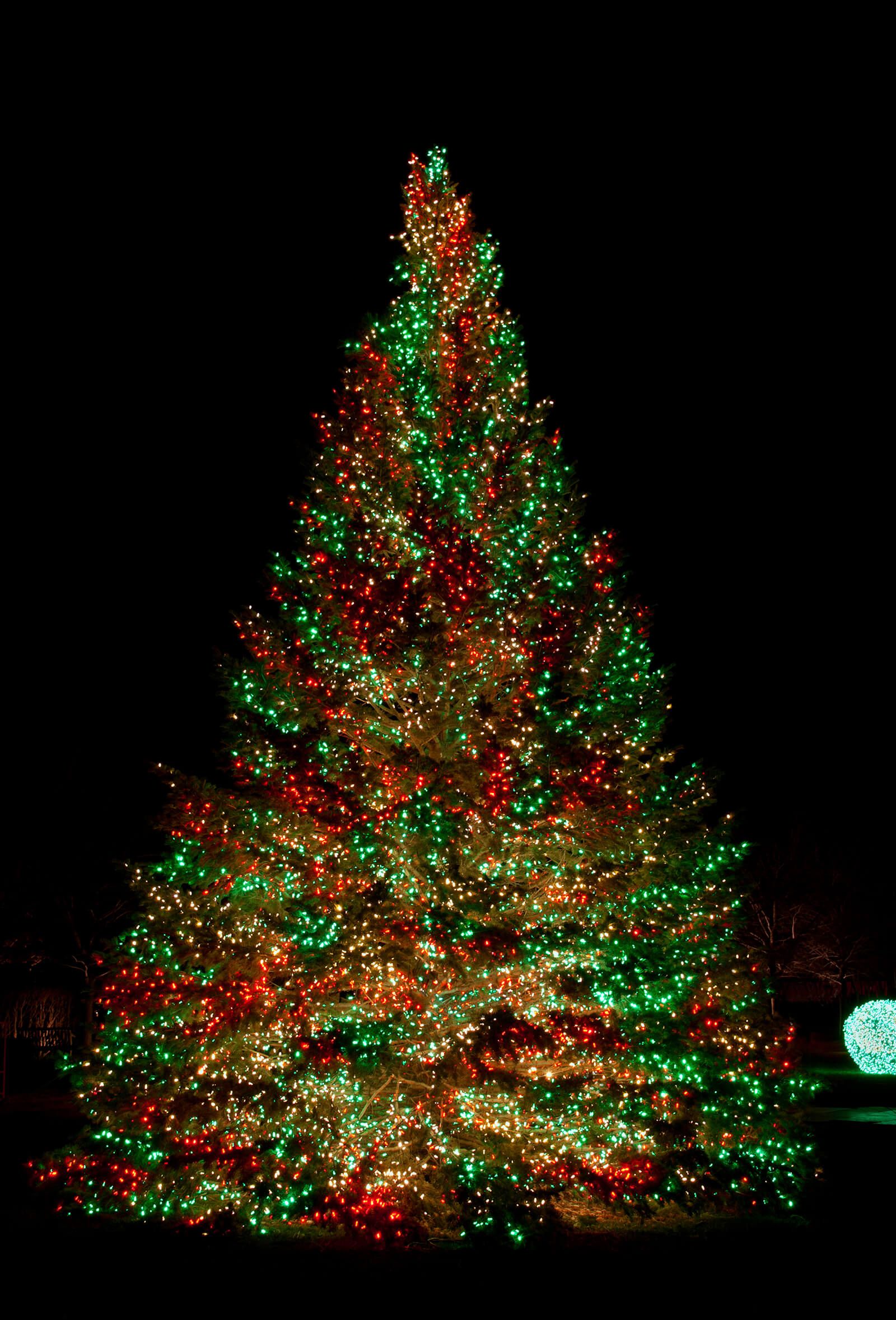 Best Christmas Tree Lights