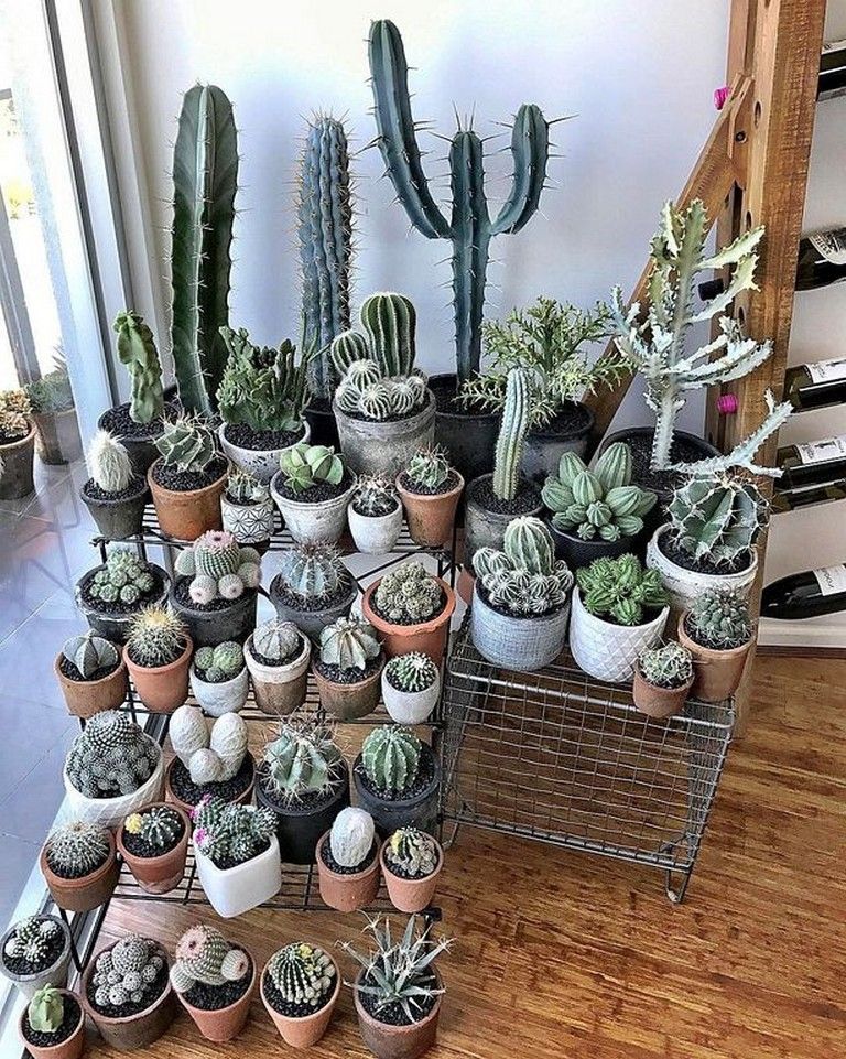 20 Indoor Cactus Garden Ideas Homyhomee