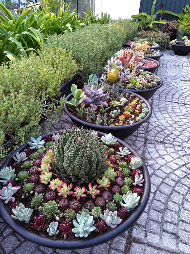 Succulent Garden Ideas Outdoor
