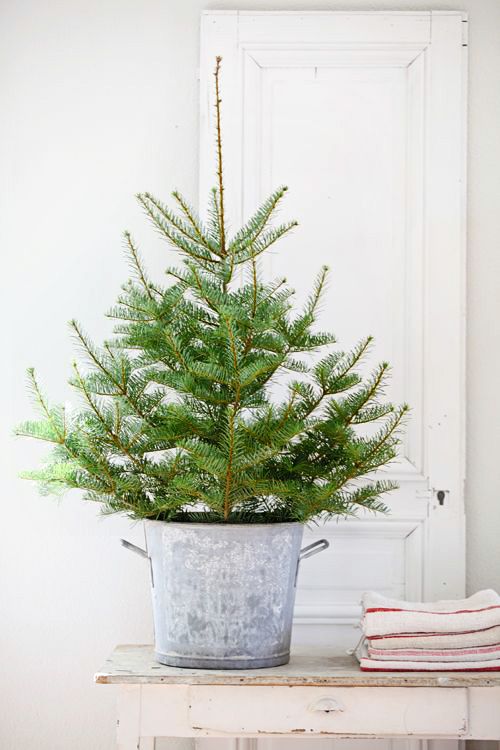 Real Mini Christmas Tree